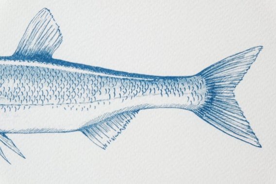 il_570xN.1339609360_l3tz